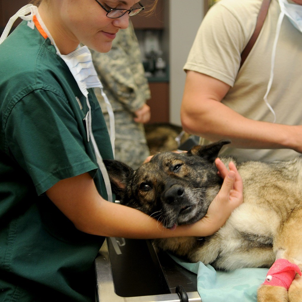veterinaria cuarando un animal